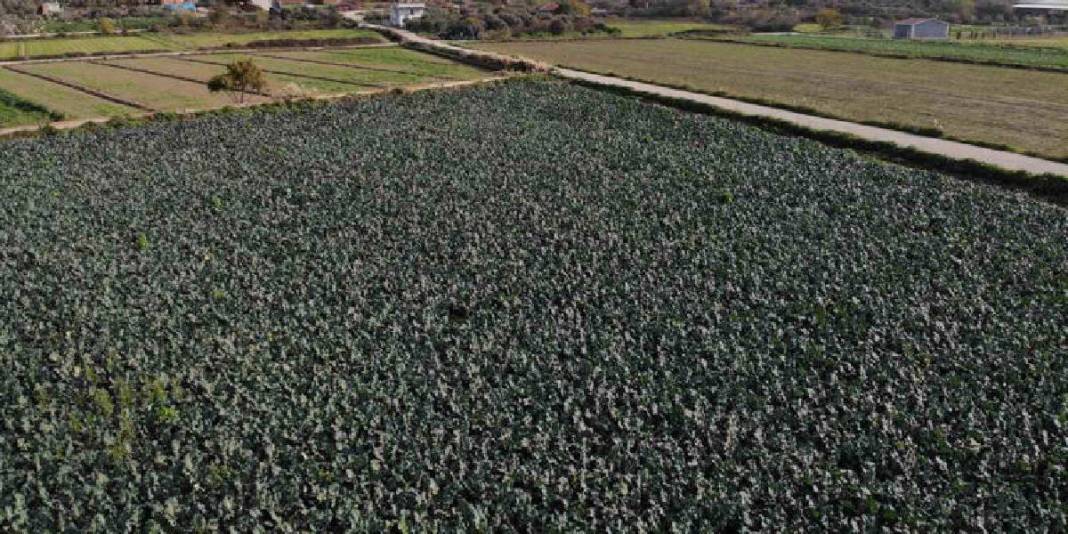 Kış ayının ‘Yeşil Altını’! Türkiye’nin ihtiyacının %50’si buradan sağlanıyor: Çiftçi fiyatlar karşısında eziliyor 2